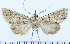  (Ctenoceratoda sp - AV-0086-Noct.)  @12 [ ] No Rights Reserved (2011) A.V. Volynkin Unspecified