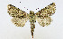  (Hadena dsungarica - AV-0087-Noct.)  @11 [ ] No Rights Reserved (2011) A.V. Volynkin Unspecified