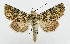  (Hadena gyulaii - AV-0089-Noct.)  @11 [ ] No Rights Reserved (2011) A.V. Volynkin Unspecified