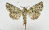  (Hadena telengita - AV-0090-Noct.)  @11 [ ] No Rights Reserved (2011) A.V. Volynkin Unspecified