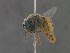  (Alepidosceles clavitarsis - MACN-En 22268)  @11 [ ] Copyright (2016) Alicia Schaller Museo Argentino de Ciencas Naturales "Bernardino Rivadavia"