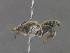  ( - MACN-En 22282)  @11 [ ] Copyright (2016) Alicia Schaller Museo Argentino de Ciencas Naturales "Bernardino Rivadavia"