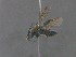  ( - MACN-En 22312)  @11 [ ] Copyright (2016) Alicia Schaller Museo Argentino de Ciencas Naturales "Bernardino Rivadavia"