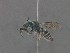  ( - MACN-En 22314)  @11 [ ] Copyright (2016) Alicia Schaller Museo Argentino de Ciencas Naturales "Bernardino Rivadavia"