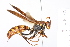  (Polistes versicolor - 08ATPNI-00021)  @14 [ ] CreativeCommons - Attribution Non-Commercial (2009) Pablo Tubaro Unspecified