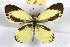  (Nathalis - JLB-0223)  @14 [ ] CreativeCommons - Attribution (2009) Unspecified Centre for Biodiversity Genomics