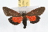  ( - JLB-0275)  @14 [ ] CreativeCommons - Attribution (2009) Unspecified Centre for Biodiversity Genomics