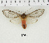  (Pseudohemihyalea labecula - AWC-01264)  @13 [ ] Unspecified (default): All Rights Reserved  Unspecified Unspecified
