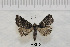  (Acritogramma metaleuca - AWC-08303)  @14 [ ] CreativeCommons - Attribution Non-Commercial Share-Alike (2010) Tim Whittier Arizona Western College