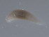  ( - 10PROBE-20950)  @12 [ ] CreativeCommons - Attribution (2010) CBG Photography Group Centre for Biodiversity Genomics