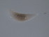  ( - 10PROBE-20971)  @12 [ ] CreativeCommons - Attribution (2010) CBG Photography Group Centre for Biodiversity Genomics