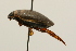  ( - 09PROBE-02570)  @13 [ ] CreativeCommons - Attribution (2009) Unspecified Centre for Biodiversity Genomics