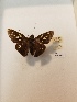  ( - LEP-79335)  @11 [ ] No Rights Reserved  Unspecified Unspecified