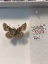  ( - LEP-79354)  @12 [ ] No Rights Reserved  Unspecified Unspecified