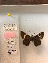  (Atrytonopsis frappenda - LEP-79380)  @11 [ ] No Rights Reserved  Unspecified Unspecified