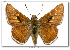  ( - LEP-36377)  @11 [ ] Copyright (2009) Unspecified Butterflies of America