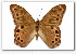  ( - LEP-44325)  @11 [ ] Copyright (2008) Unspecified Butterflies of America