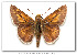  ( - LEP-48936)  @11 [ ] Copyright (2008) Unspecified Butterflies of America