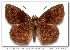  ( - LEP-53655)  @11 [ ] Copyright (2009) Unspecified Butterflies of America