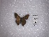  (Codatractus hyster - FLMNH-MGCL-LEP-78313)  @12 [ ] No Rights Reserved  Unspecified Unspecified