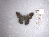 ( - FLMNH-MGCL-LEP-78318)  @11 [ ] No Rights Reserved  Unspecified Unspecified