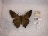  ( - FLMNH-MGCL-LEP-78326)  @11 [ ] No Rights Reserved  Unspecified Unspecified