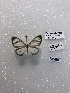  (Chimastrum argentea - FLMNH-MGCL-LEP-78361)  @11 [ ] No Rights Reserved  Unspecified Unspecified