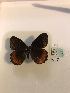  (Pedaliodes napaea - LEP-79196)  @11 [ ] No Rights Reserved  Unspecified Unspecified