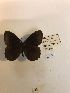  (Pedaliodes circumducta - LEP-79197)  @11 [ ] No Rights Reserved  Unspecified Unspecified