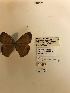 (Cyllopsis guatemalena - LEP-79200)  @11 [ ] No Rights Reserved  Unspecified Unspecified