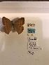  (Cyllopsis jacquelineae - LEP-79202)  @11 [ ] No Rights Reserved  Unspecified Unspecified