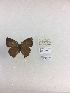  (Callophrys scaphia - LEP-79213)  @11 [ ] No Rights Reserved  Unspecified Unspecified