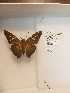  (Epargyreus spina - LEP-79242)  @11 [ ] No Rights Reserved  Unspecified Unspecified