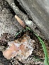  ( - MO533117)  @11 [ ] CreativeCommons - Attribution Share-Alike (2023) Unspecified Arizona Mushroom Society