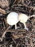  ( - MO528329)  @11 [ ] CreativeCommons - Attribution Share-Alike (2023) Unspecified Arizona Mushroom Society