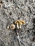  (Conocybe inocybeoides - MO547754)  @11 [ ] CreativeCommons - Attribution Share-Alike (2024) Unspecified Arizona Mushroom Society