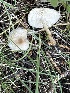  (Clitocybe cf. fragrans - MO555722)  @11 [ ] CreativeCommons - Attribution Share-Alike (2024) Unspecified Arizona Mushroom Society