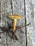  (Calocybe naucoria - MO556001)  @11 [ ] CreativeCommons - Attribution Share-Alike (2024) Unspecified Arizona Mushroom Society