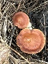  ( - MO558376)  @11 [ ] CreativeCommons - Attribution Share-Alike (2024) Unspecified Arizona Mushroom Society