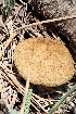  ( - MO558970)  @11 [ ] CreativeCommons - Attribution Share-Alike (2024) Unspecified Arizona Mushroom Society