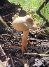  ( - MO561428)  @11 [ ] CreativeCommons - Attribution Share-Alike (2024) Unspecified Arizona Mushroom Society