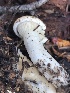  (Leucopaxillus cf. paradoxus - MO527426)  @11 [ ] CreativeCommons - Attribution Share-Alike (2023) Unspecified Arizona Mushroom Society