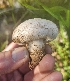  ( - MO548906)  @11 [ ] CreativeCommons - Attribution Share-Alike (2024) Unspecified Arizona Mushroom Society