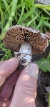  ( - MO548905)  @11 [ ] CreativeCommons - Attribution Share-Alike (2024) Unspecified Arizona Mushroom Society