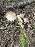  (Agaricus - MO558521)  @11 [ ] CreativeCommons - Attribution Share-Alike (2024) Unspecified Arizona Mushroom Society