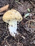  (Stropharia scabella - MO563235)  @11 [ ] CreativeCommons - Attribution Share-Alike (2024) Unspecified Arizona Mushroom Society