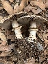  (Agaricus brunneofibrillosus - MO563248)  @11 [ ] CreativeCommons - Attribution Share-Alike (2024) Unspecified Arizona Mushroom Society