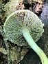  ( - MO561936)  @11 [ ] CreativeCommons - Attribution Share-Alike (2024) Unspecified Arizona Mushroom Society