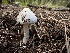  ( - MO558374)  @11 [ ] CreativeCommons - Attribution Share-Alike (2024) Unspecified Arizona Mushroom Society