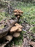  (Armillaria - MO532884)  @11 [ ] CreativeCommons - Attribution Share-Alike (2023) Unspecified Arizona Mushroom Society